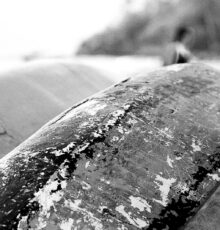 Boat Barco Texture